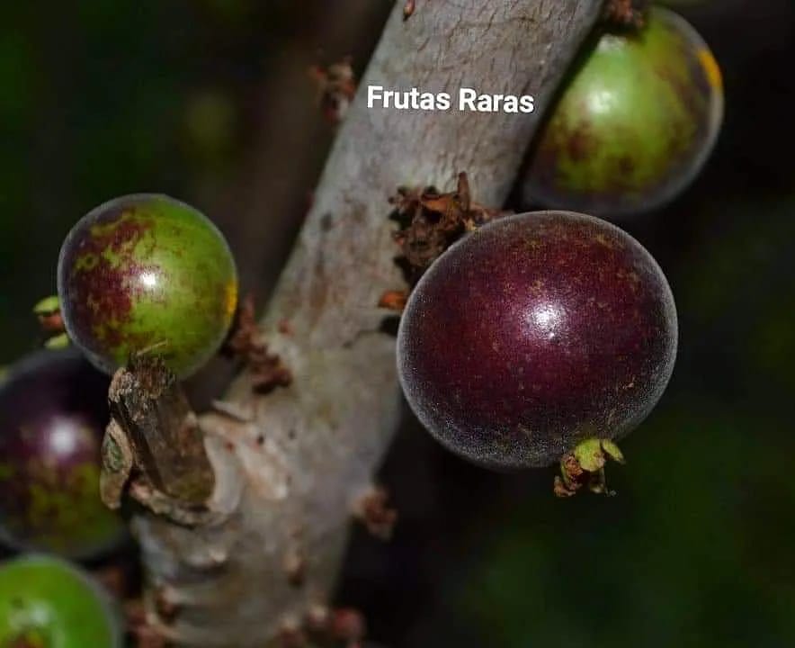 Mucuri jaboticaba foliage and fruit from the collection; use your own soil and plant observations to guide feeding.