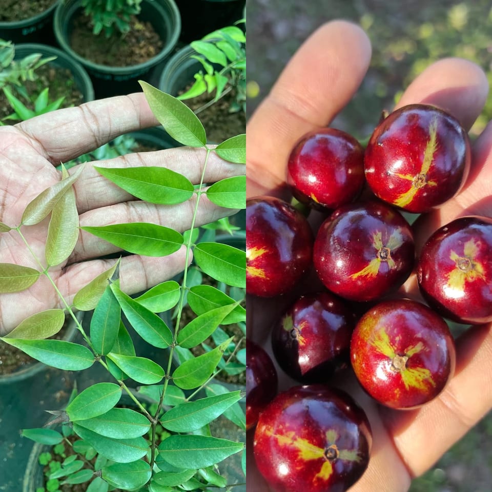 Grandflora jaboticaba from the collection; plant appearance varies by species, age, and growing conditions.