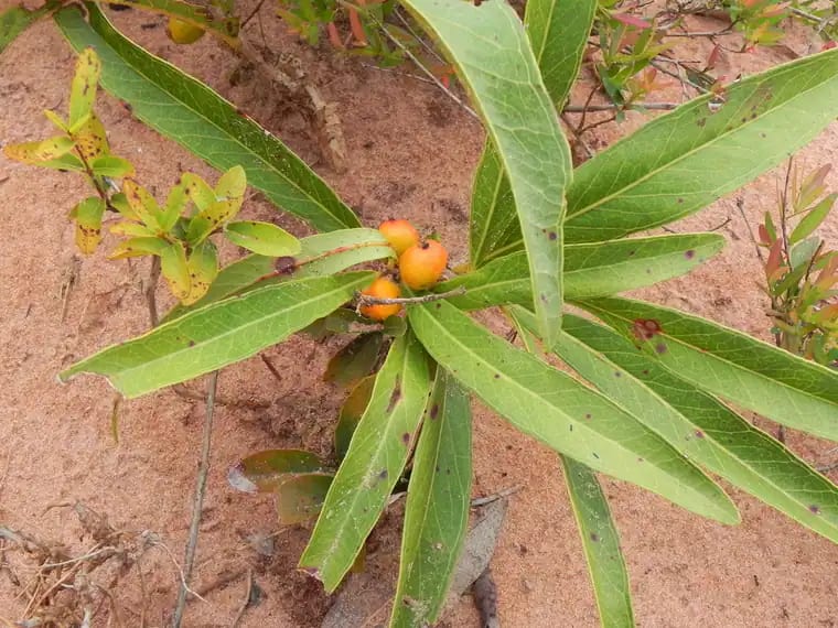 Eugenia langsdorffii photograph