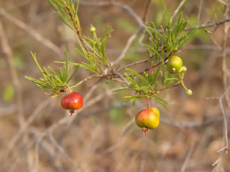 Eugenia angustissima photograph