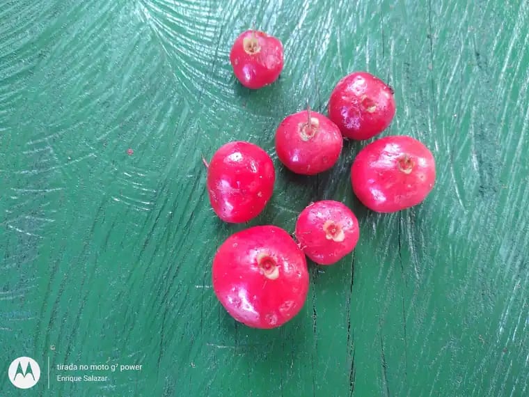 Eugenia patrisii photograph