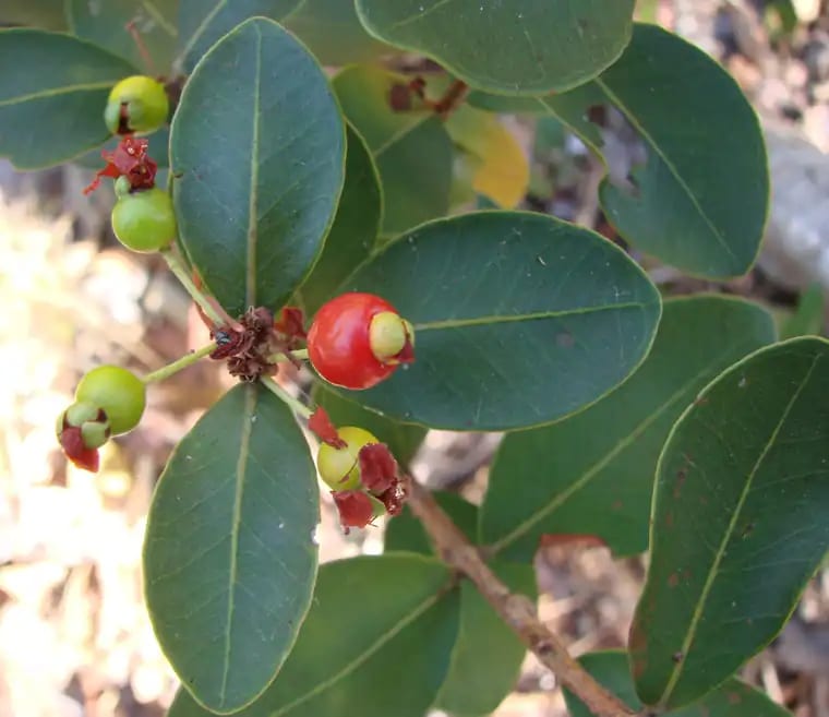 Eugenia punicifolia photograph