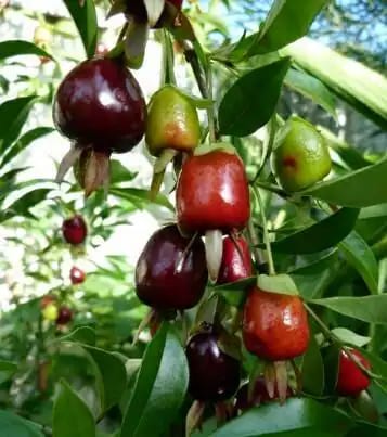 Eugenia involucrata photograph