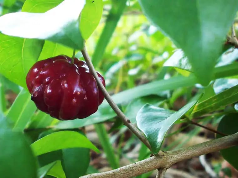 Eugenia uniflora ‘Red Pitanga (Sweet)’ photograph