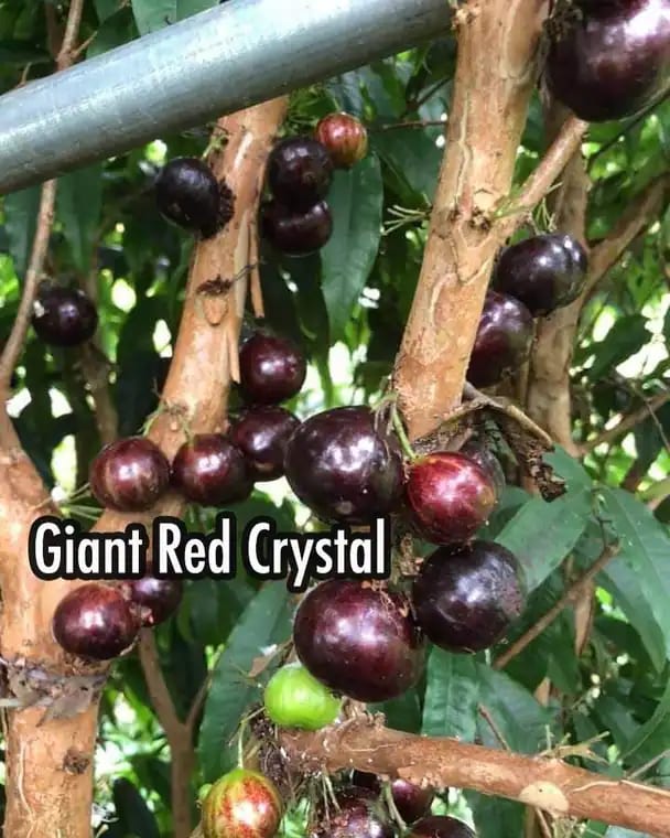 Plinia Phitrantha Giant Red Crystal photograph