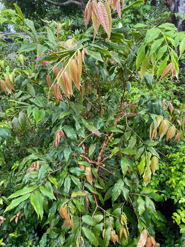 Plinia Phitrantha Branca