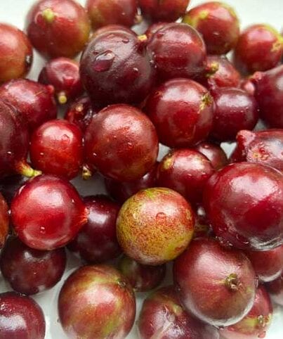 Amazing Jaboticaba Escarlate