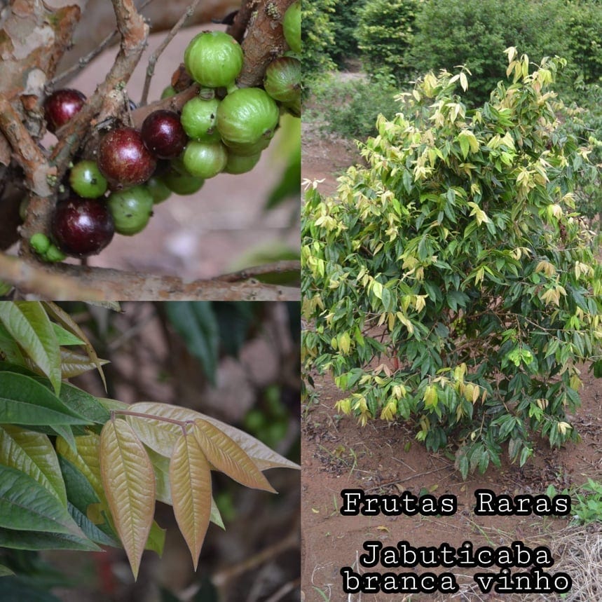 Plinia Phitrantha Branca Vinho