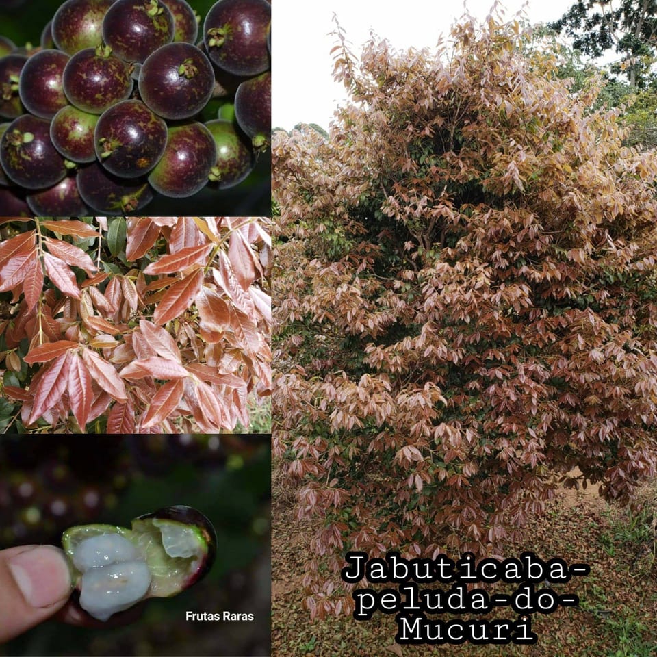 Peluda Do Mucuri
