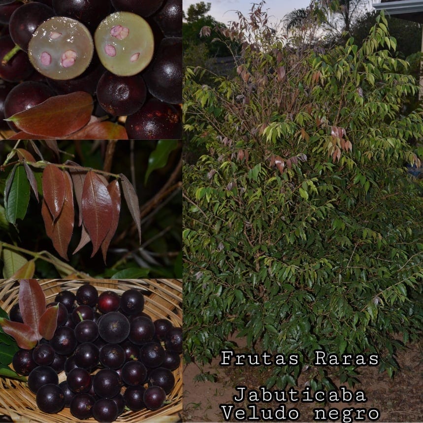 Jaboticaba Black Velvet