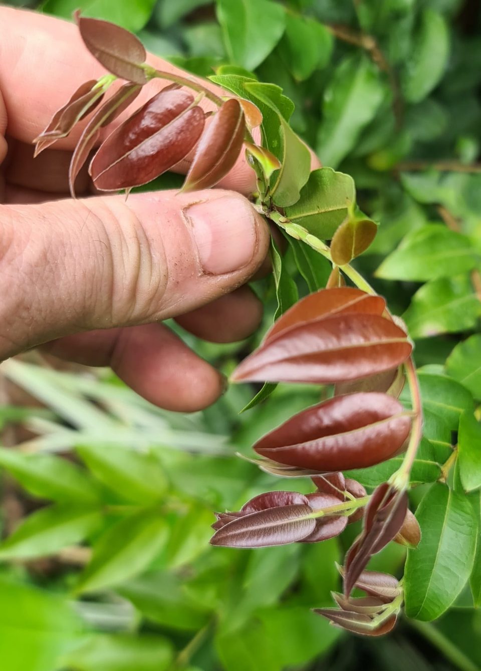 olho-De-Boi fruit