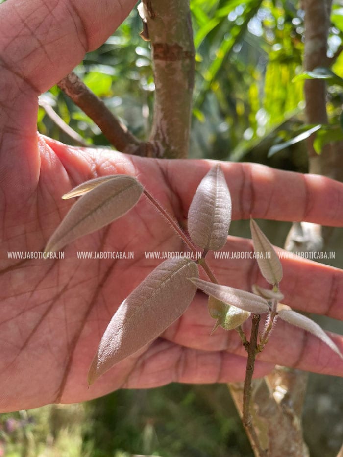 Grafted-Watermelon-on-Sabara_small