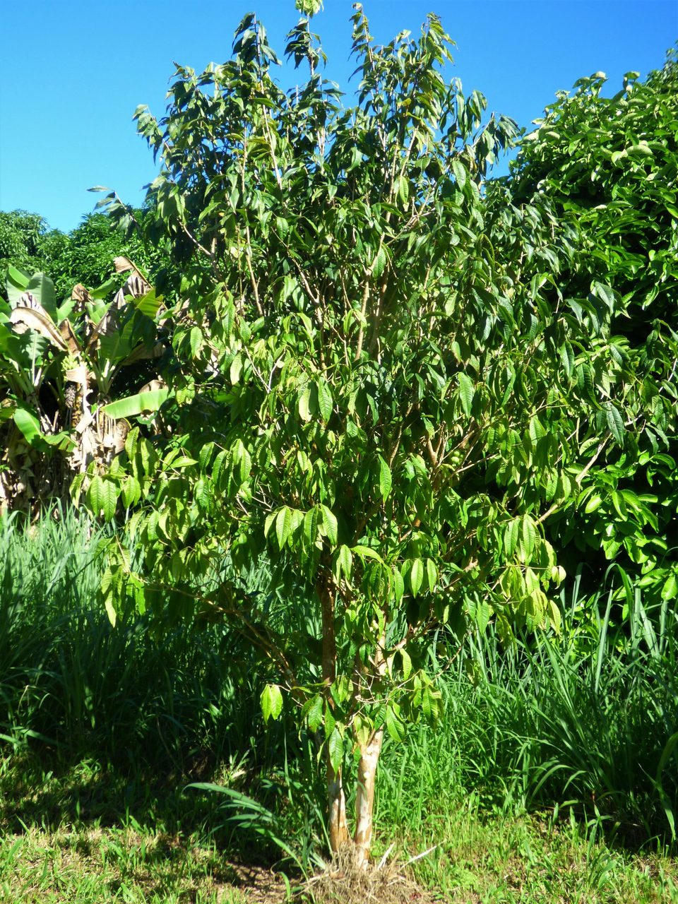 Aureana tree structure