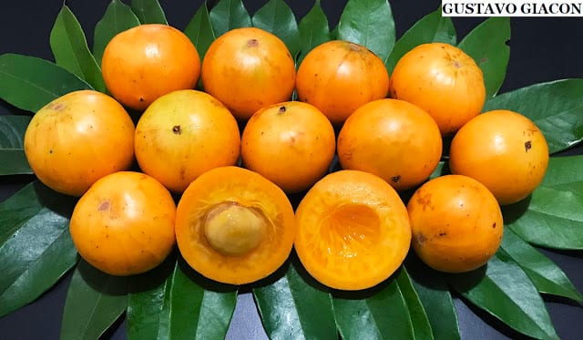 Plinia Edulis Fruits