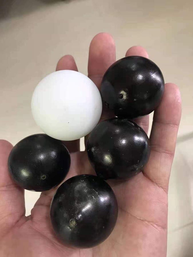 Oblongata Fruit size comparison with a golf bowl