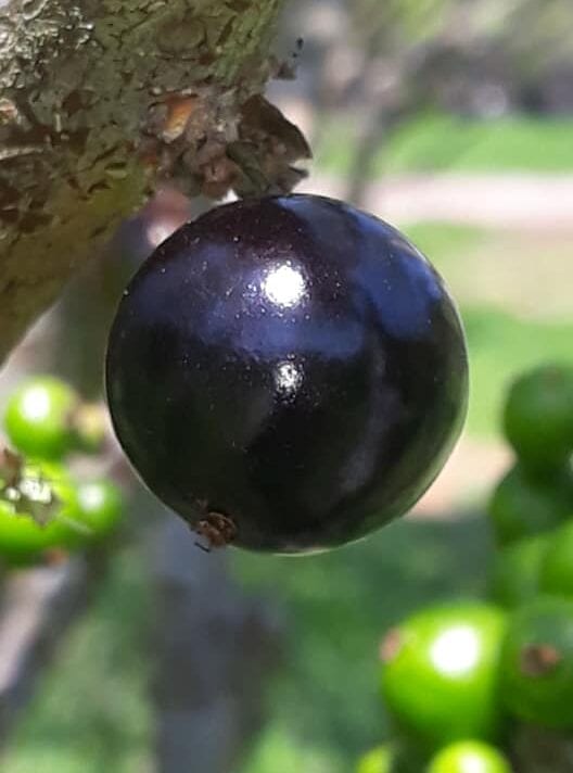 Jaboticaba Pingo De Mel