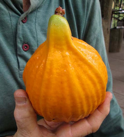 Giant Mulchi