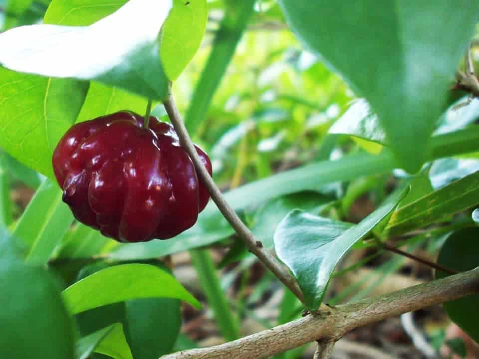 Eugenia Uniflora - Red Pitanga (Sweet)
