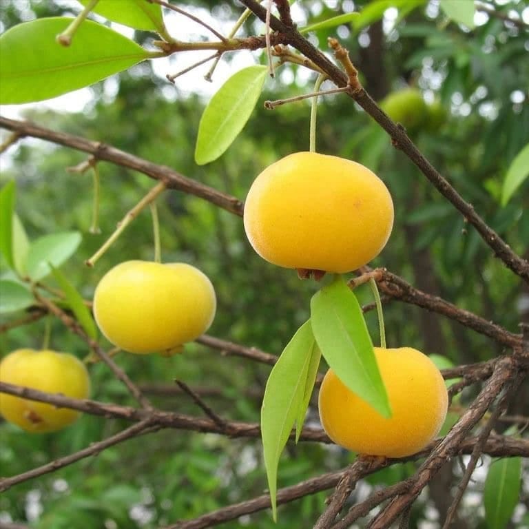 Eugenia Pyriformis - Uvaia
