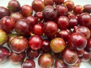 Amazing Jaboticaba Escarlate