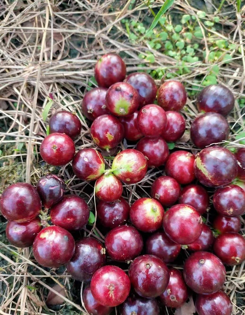 Jaboticaba Acu Paulista