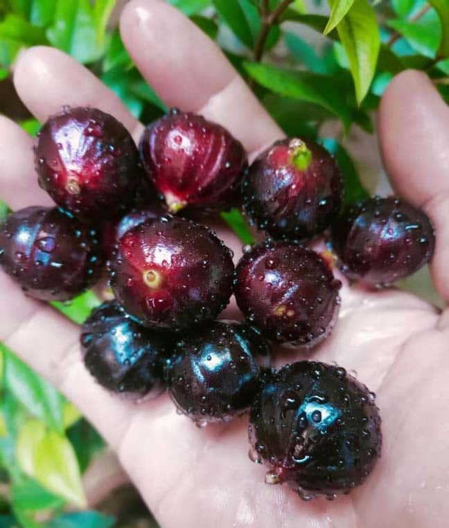 Jaboticaba – ആരോഗ്യഗുണങ്ങൾ