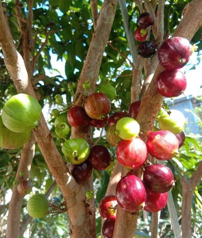 Jaboticaba സവിശേഷതകൾ