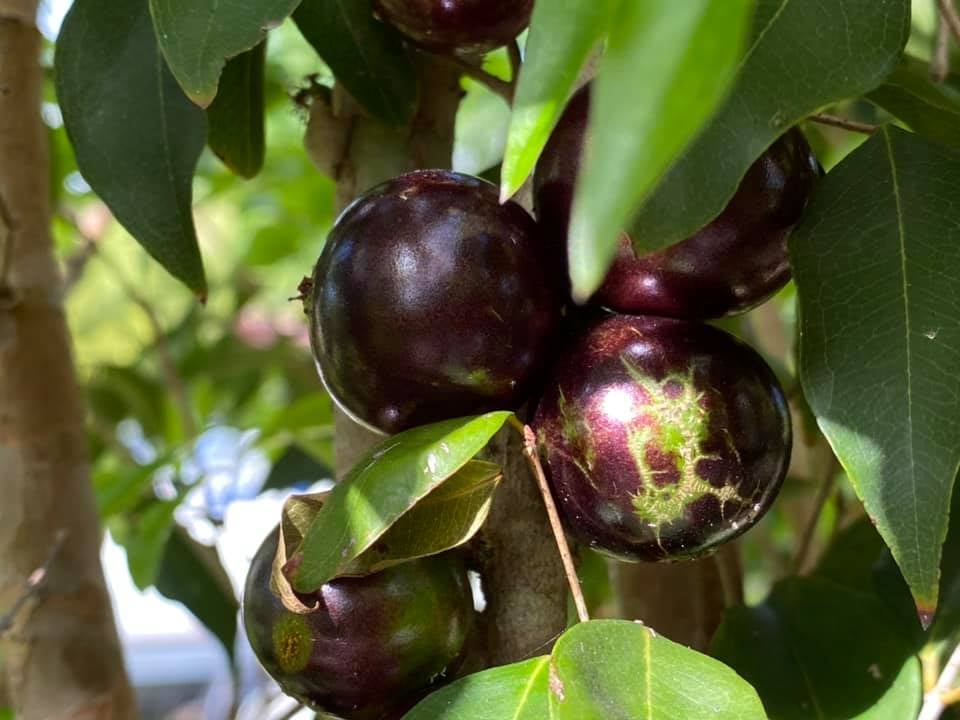 Jaboticaba Coronata Restinga