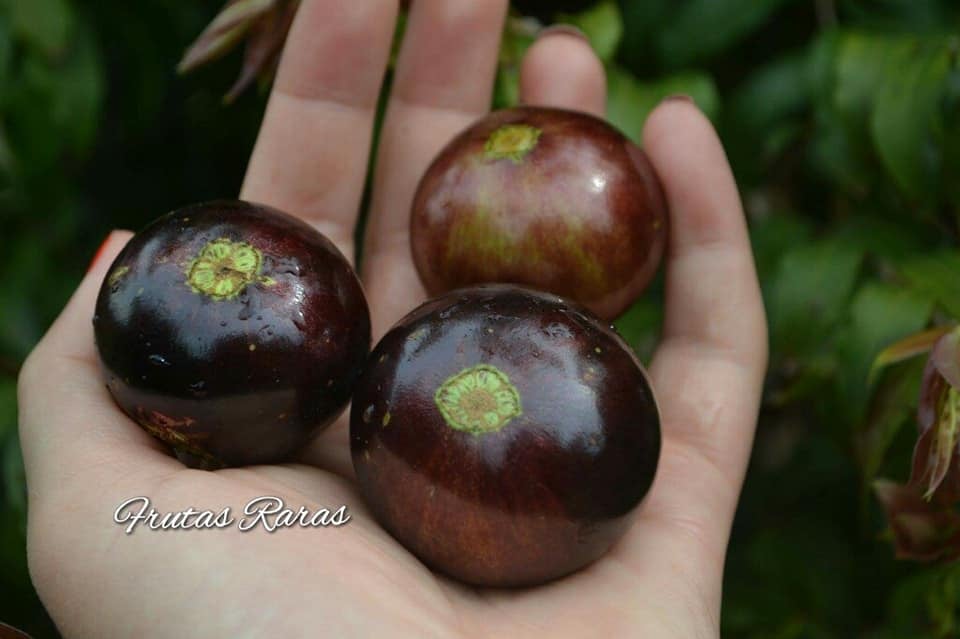Jaboticaba Coronata Olho De Boi selection