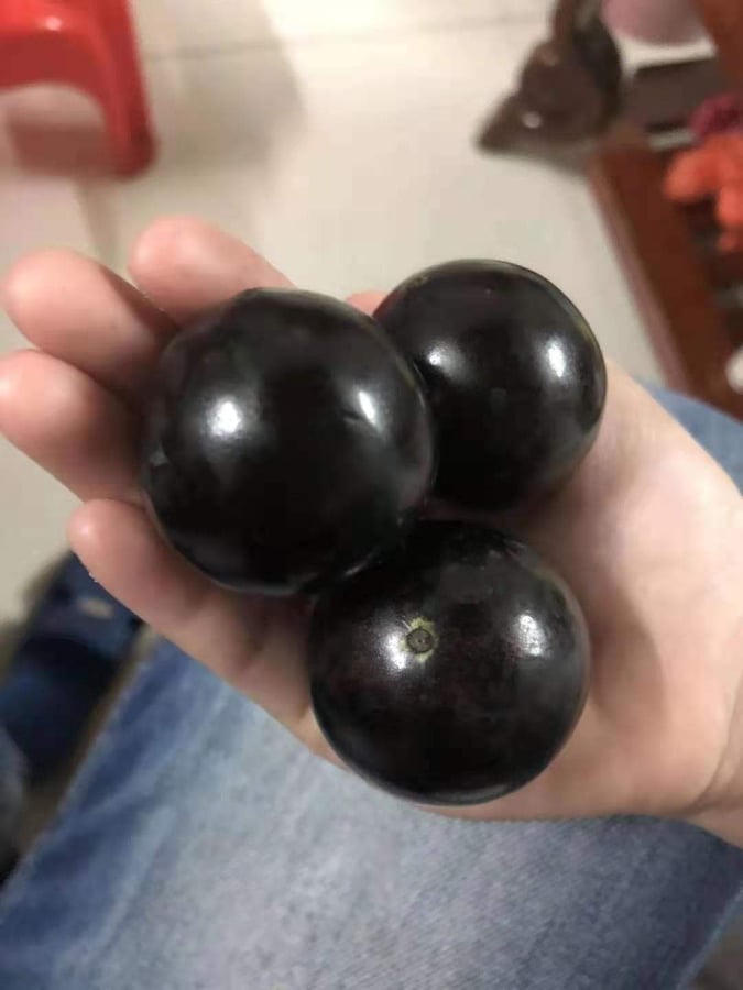 Jaboticaba Oblongata