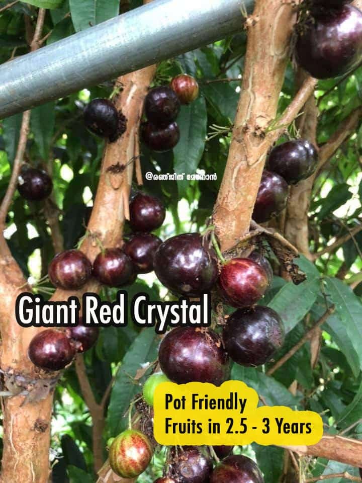 Jaboticaba Giant Red Crystal