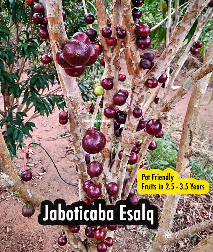 Jaboticaba Esalq