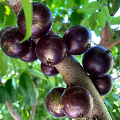 Jaboticaba Grimal