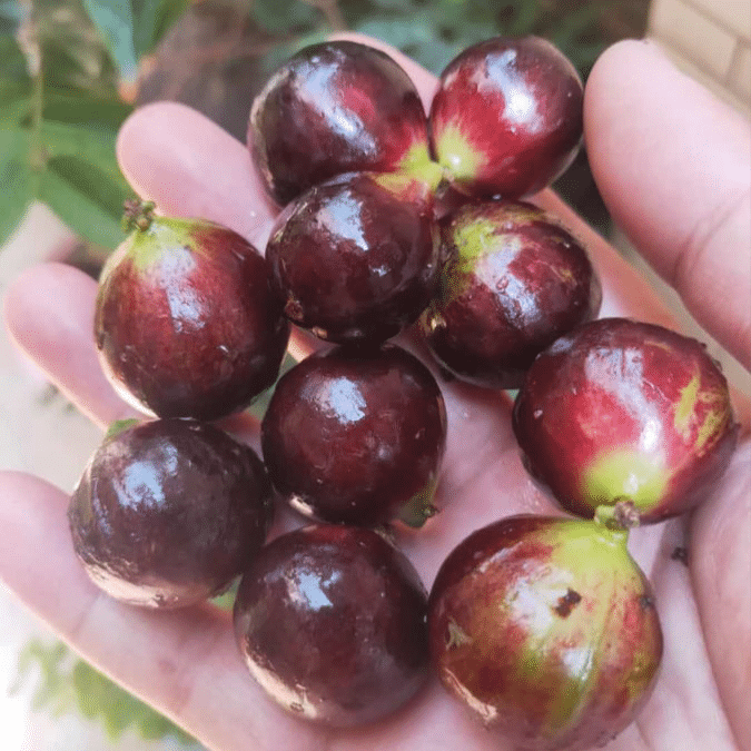 Jaboticaba Big Red Pouch – Large
