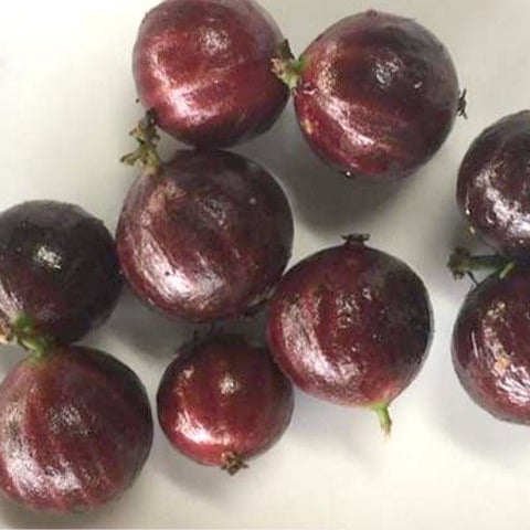 Jaboticaba Grandflora