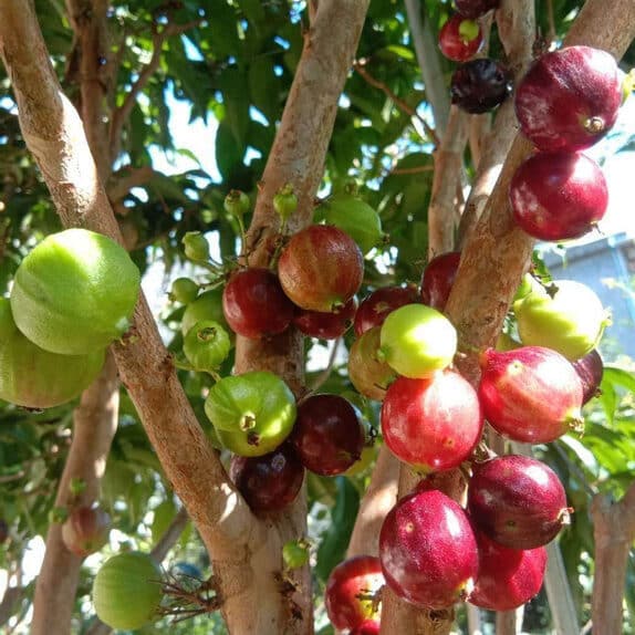 Jaboticaba Red Lantern