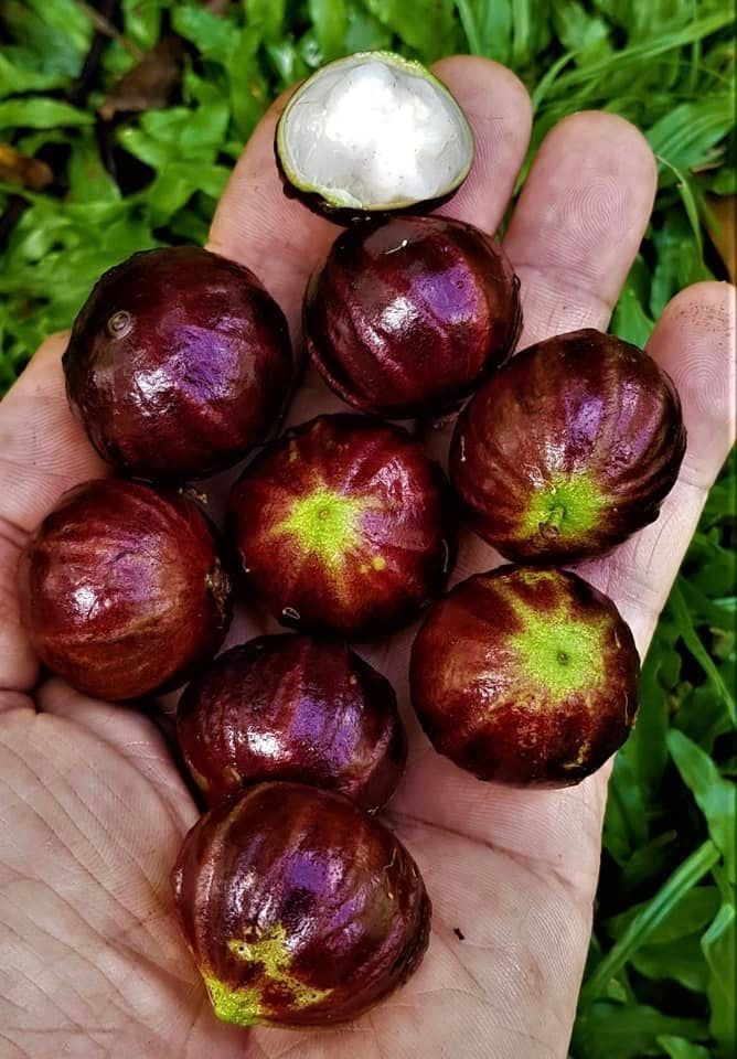 Jaboticaba AXP