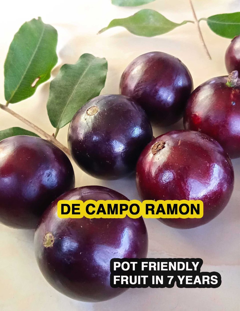 Jaboticaba De Campo Ramon – Large