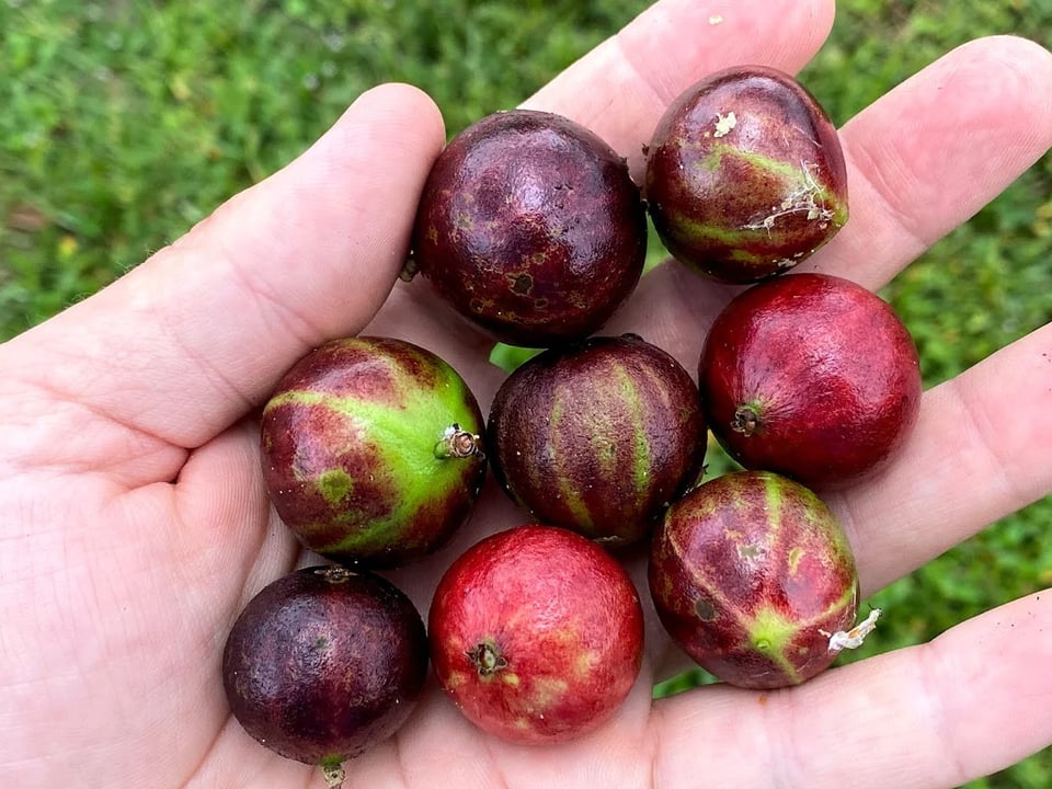 Jaboticaba Phitrantha Charles Novak