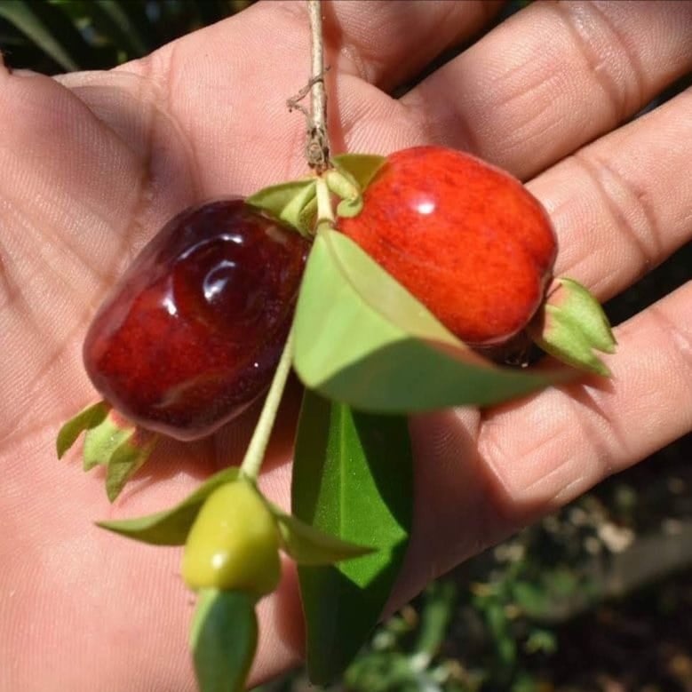 Eugenia involucrata – Cherry of Rio Grande