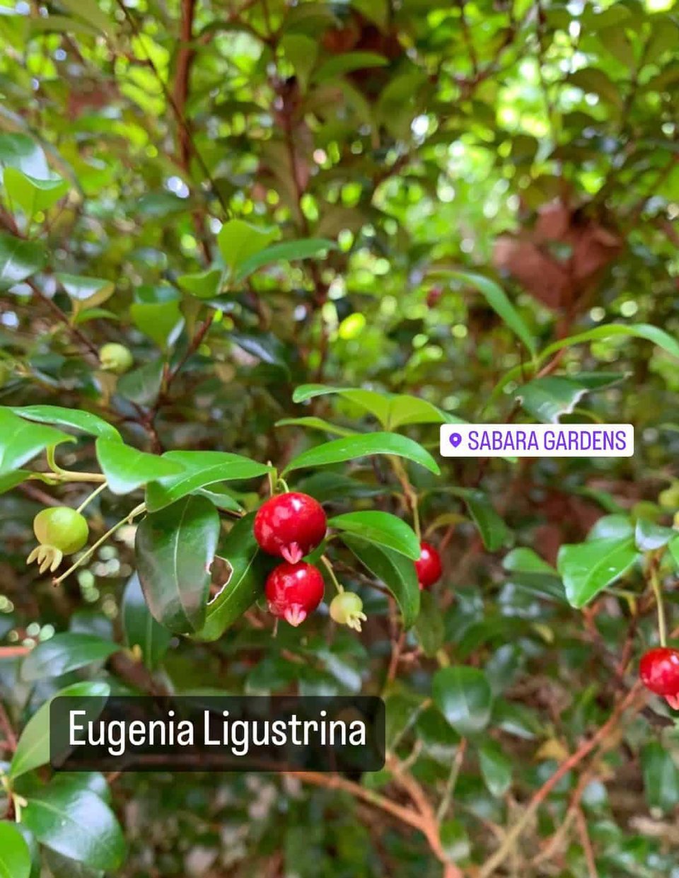 Eugenia Ligustrina