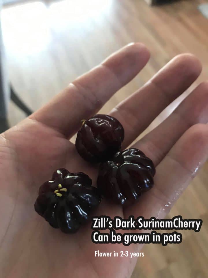 Eugenia Uniflora – Zill’s Dark – Mature plants