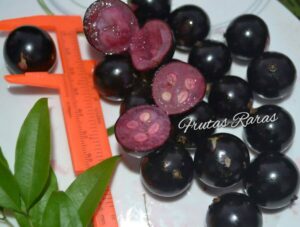 Polpa Rosea Fruits