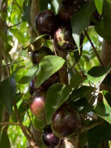 Coronata Restinga Fruits