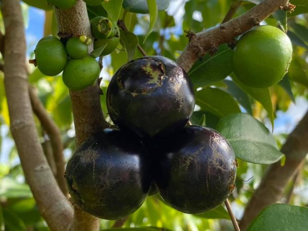 Coronata Restinga Fruits