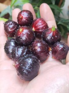 Big Fruit Hybrid Paulista