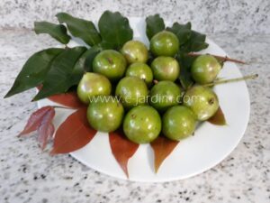 Jaboticaba White Honey Fruit and leaves