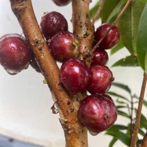 Fruited Jaboticaba Escarlate Plant