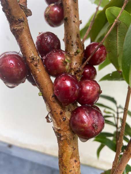 Fruited Jaboticaba Escarlate Plant