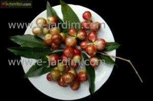 Plinia Phitrantha Rosa de peacoco fruits and leaf pattern